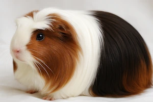 KI generiert Coronet Meerschweinchen